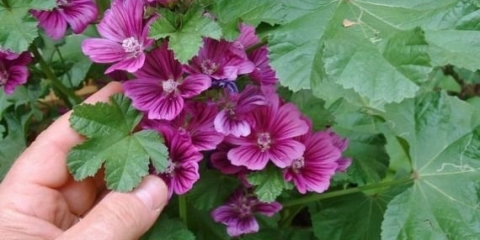 Khatma (višegodišnja lavatera): fotografija i opis, sorte